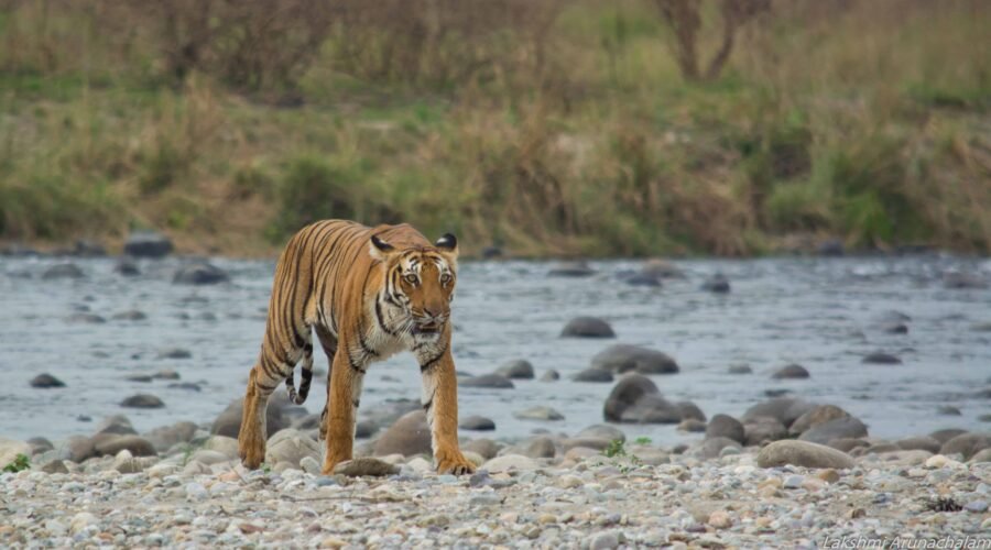 COrbett- natinol- park uttrakhand image